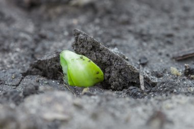 Toprakta yeşil filizler