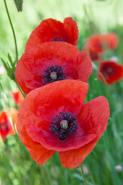 Red poppies on a meadow — Stock Photo, Image