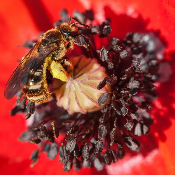 Bee in poppy flower — Stock Photo, Image