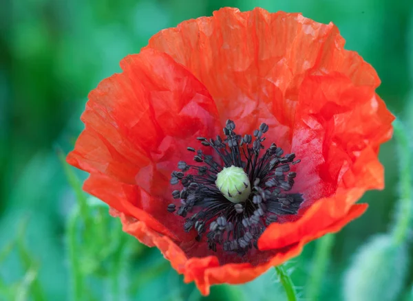 Big red poppy flower — Stock Photo, Image