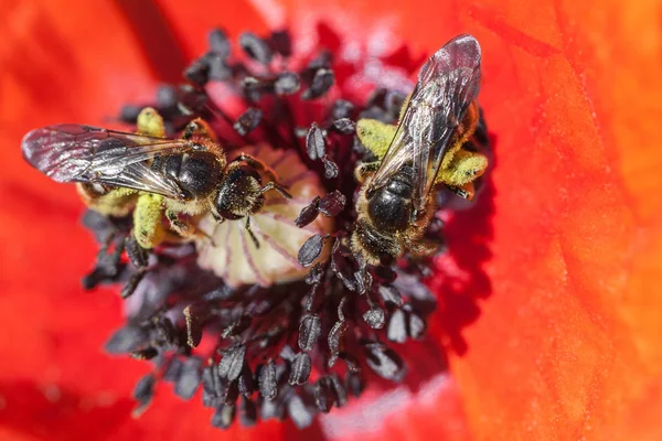 Bee in poppy flower — Stock Photo, Image