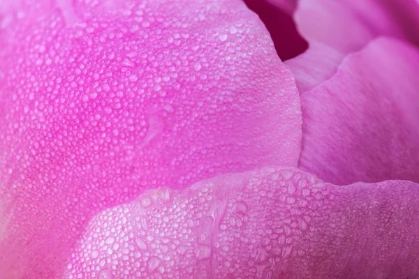 Pink petals peony flower — Stock Photo, Image