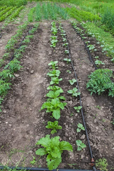 Système d'irrigation goutte à goutte — Photo