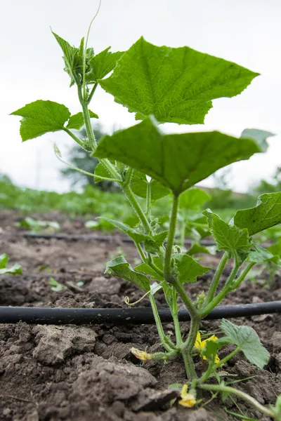 Damlatma sulama sistemi