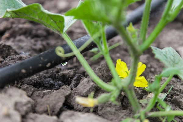 Drip irrigation system — Stock Photo, Image