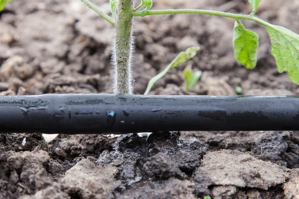 Sistema de irrigação por gotejamento — Fotografia de Stock