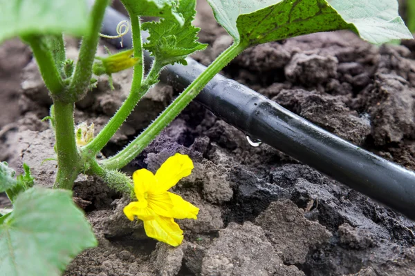 Sistema de irrigação por gotejamento — Fotografia de Stock