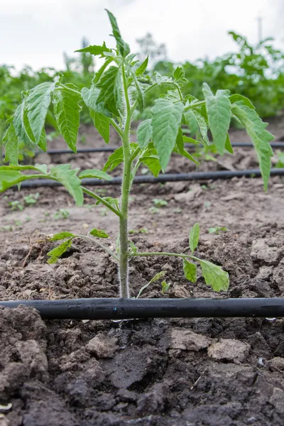 Droppbevattningssystem — Stockfoto