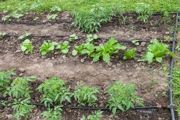 Système d'irrigation goutte à goutte — Photo