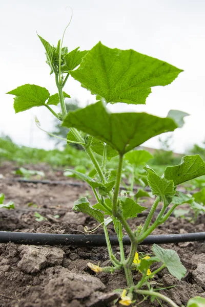 Damlatma sulama sistemi