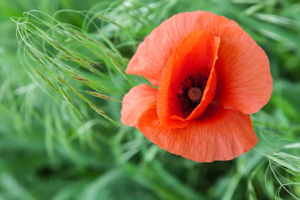 Red poppies on a meadow — Stock Photo, Image