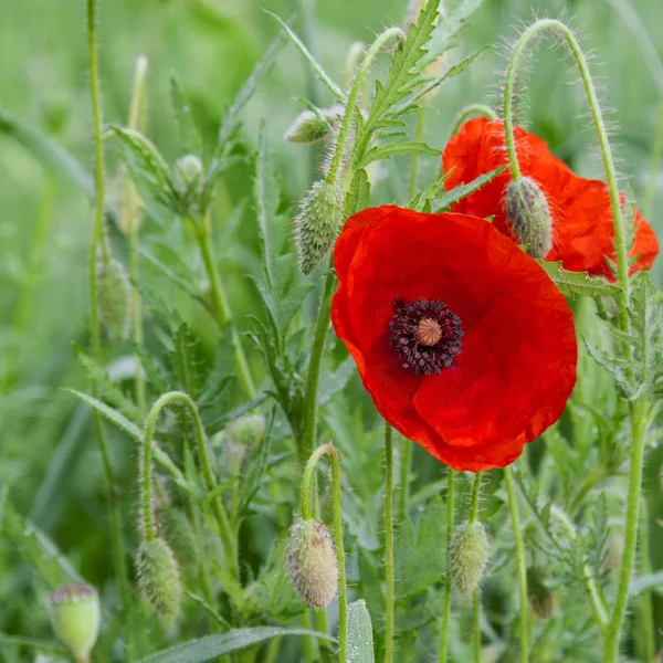 Red poppies on a meadow — Stock Photo, Image