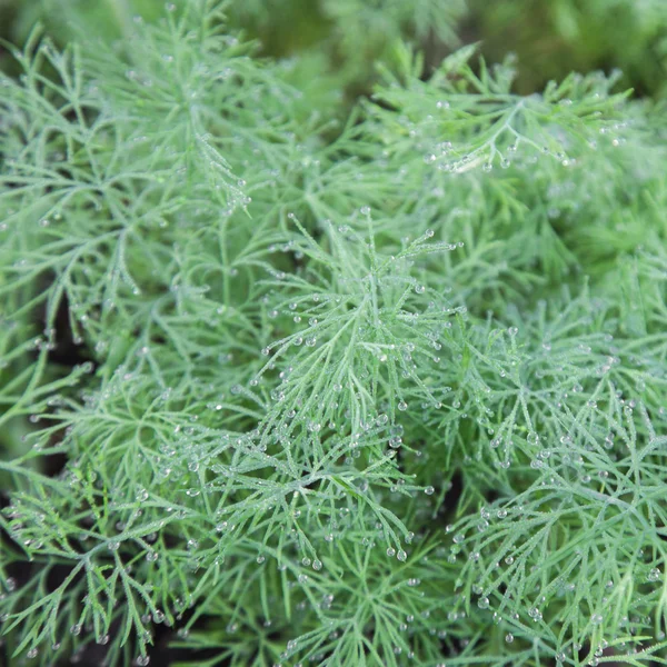 Dill herb — Stock Photo, Image