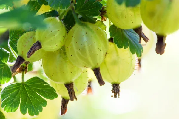Uva spina su un ramo — Foto Stock