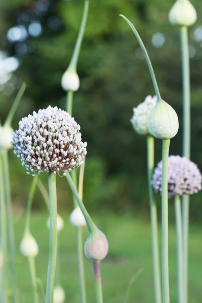 Talos de flores de cebola — Fotografia de Stock