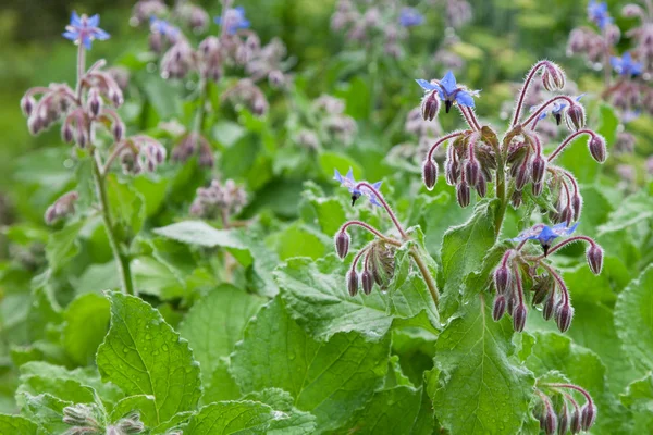 Borágó officinalis ritka kék virág — Stock Fotó