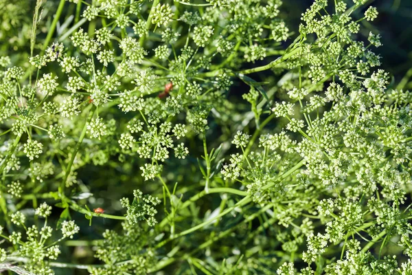 Blooming parsley — Stock Photo, Image