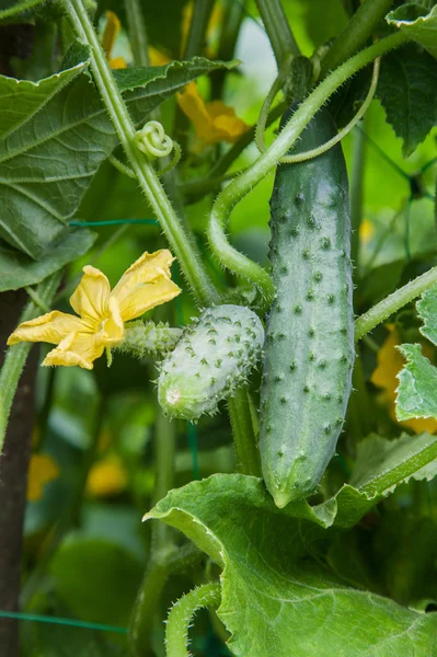 Green cucumbers on the branch — Stock Photo, Image