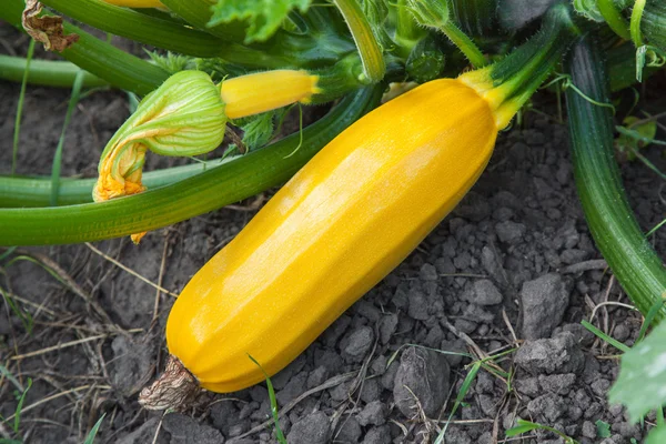 Yellow zucchini growing — Stock Photo, Image