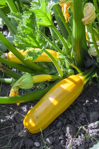 Gul zucchini växa — Stockfoto