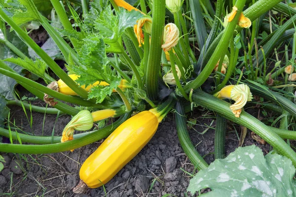 Yellow zucchini growing — Stock Photo, Image