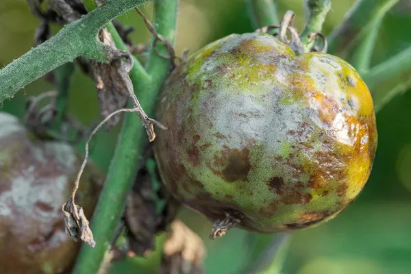 Diseased tomatoes — Stock Photo, Image