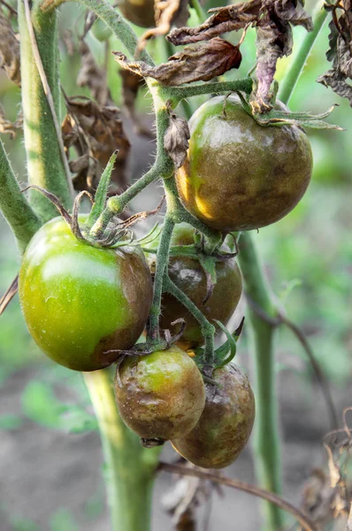 Tomates enfermos — Foto de Stock