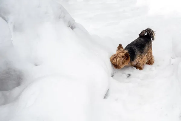 Giovane Yorkshire Terrier Cane Cammina All Aperto Inverno Annusa Cumulo — Foto Stock
