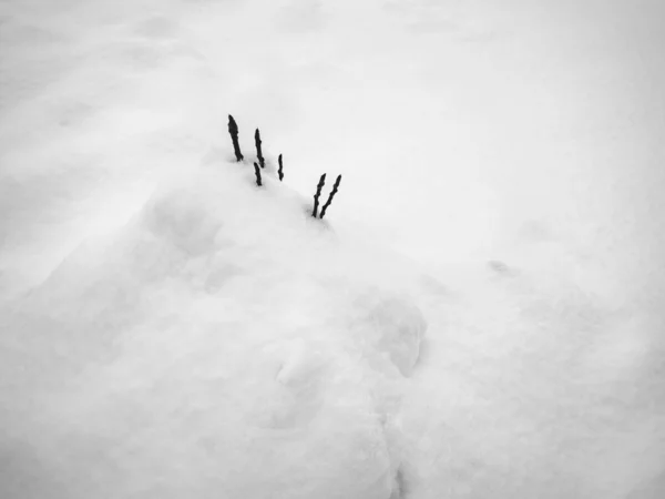 Κλαδιά Από Ένα Νεαρό Οπωροφόρο Δένδρο Ξεπροβάλλουν Από Μια Χιονοστιβάδα — Φωτογραφία Αρχείου