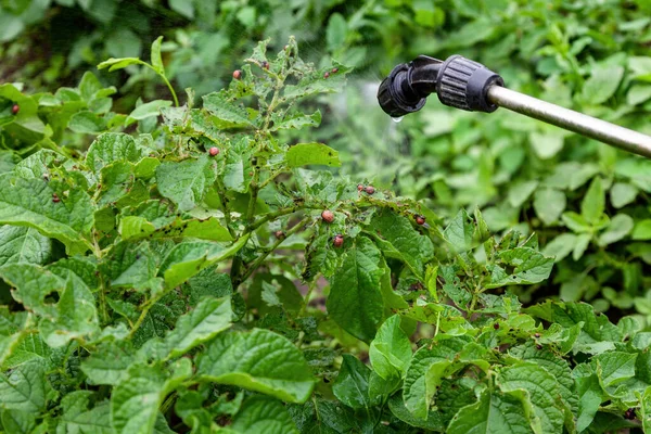 コロラド州のジャガイモの幼虫を殺虫剤溶液で散布し クローズアップ — ストック写真