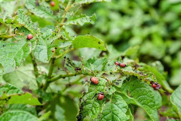 Larvas Escarabajo Patata Colorado Hojas Patata Cerca — Foto de Stock