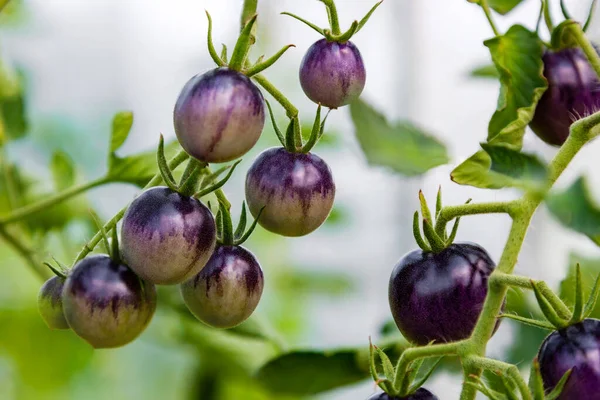 Unripe Purple Tomatoes Growing Branch Fresh Tomatoes Grow Greenhouse Close — Stock Photo, Image