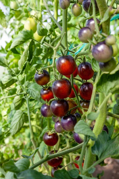 Plantering Körsbärstomater Mogna Och Omogna Lila Tomater Som Växer Gren — Stockfoto