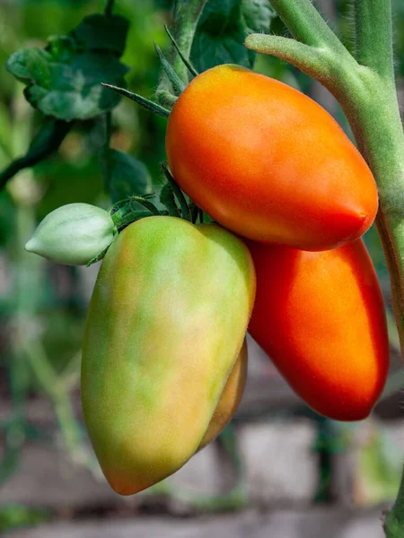 Tomatoes Ripen Greenhouse Fresh Tomatoes Grow Hothouse Close — Stock Photo, Image