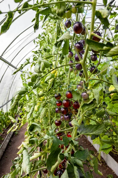 Kirschtomaten Pflanzen Reife Violette Tomaten Wachsen Auf Zweigen Frische Tomaten — Stockfoto