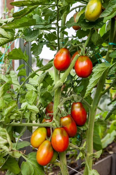 Czerwone Dojrzałe Pomidory Rosną Szklarni Bliska Rolnictwo Ekologiczne — Zdjęcie stockowe