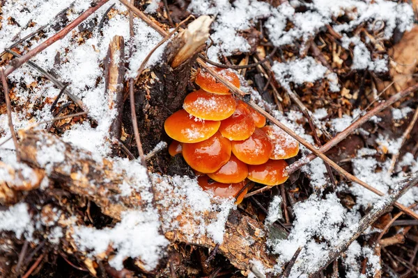 Winter Mushrooms Flammulina Velutipes Grow Tree Stump — Φωτογραφία Αρχείου