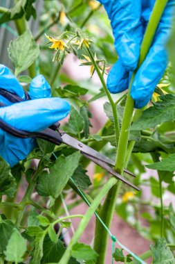 Proper pruning suckers (side shoots) from tomato plants with scissors in a greenhouse clipart