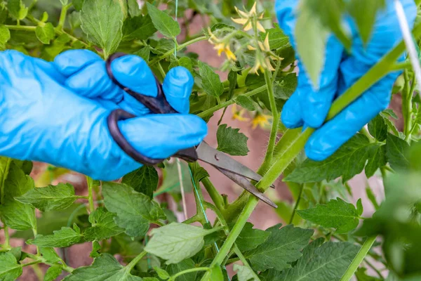 Poda Adequada Otários Tomates Sobre Primeira Folha Estufa — Fotografia de Stock