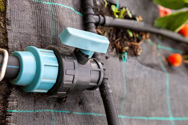 Ball Valve Drip Irrigation Pipe Growing Strawberries Black Textile Drip — Stockfoto