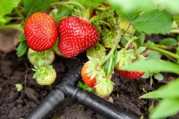 Growing Strawberries Drip Watering Close — Stockfoto