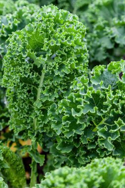 Curly cabbage, Kale (Brassica oleracea) close-up as background