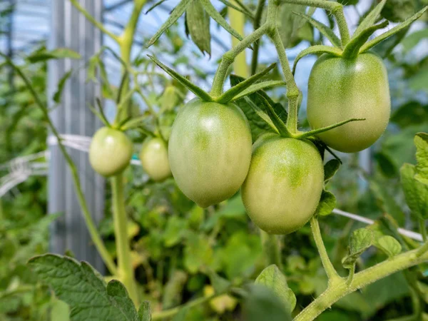 Gröna Tomater Mognar Ett Växthus Nära Håll — Stockfoto