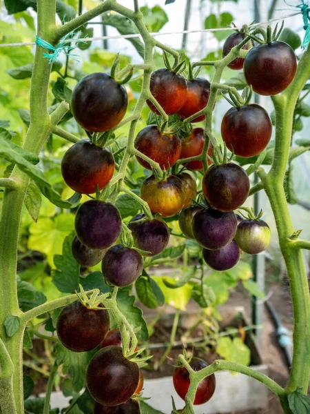 Plantering Körsbärstomater Mogna Lila Tomater Som Växer Gren Färska Tomater — Stockfoto