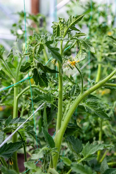 Tomatplantor Klara För Att Suga Upp Ett Växthus — Stockfoto