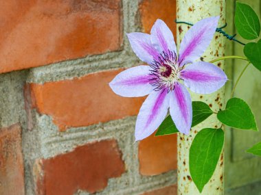 Clematis Piilu (erken dönem büyük çiçekli klematis) yaz çiçekli yaprak döken tırmanma klemati bitkisi, tuğla duvar zemininde çiçek