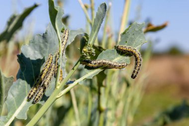 Lahana kelebeği tırtılları brokoli yaprakları, bahçedeki böcekleri yer.