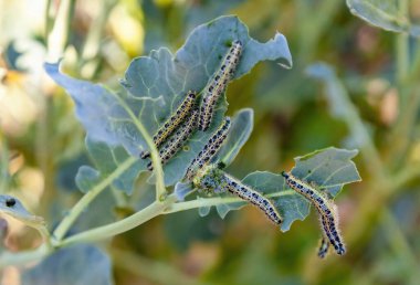 Lahana kelebeği tırtılları brokoli yaprakları, bahçedeki böcekleri yer.