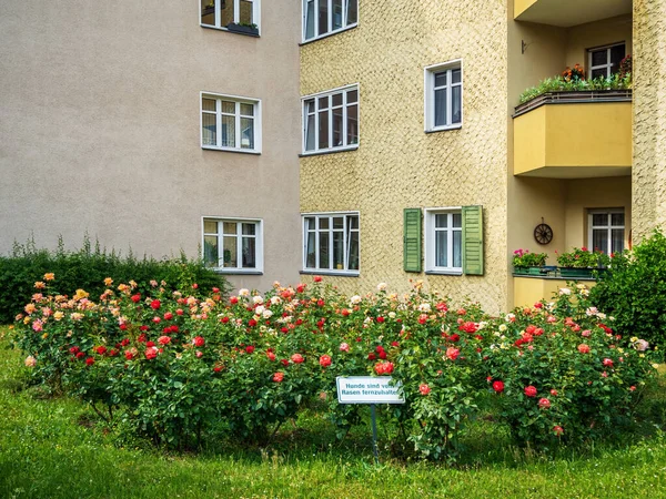 Kwitnące Krzewy Ozdobne Róże Rosnące Trawniku Berlinie Niemcy Napis Talerzu — Zdjęcie stockowe