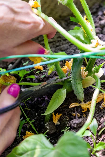 Pruning Suckers Cucumbers Greenhouse Scissors — ストック写真